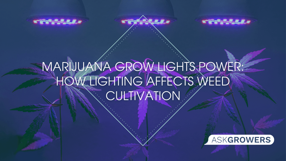 Marijuana Grow Lights Power: How Lighting Affects Weed Cultivation